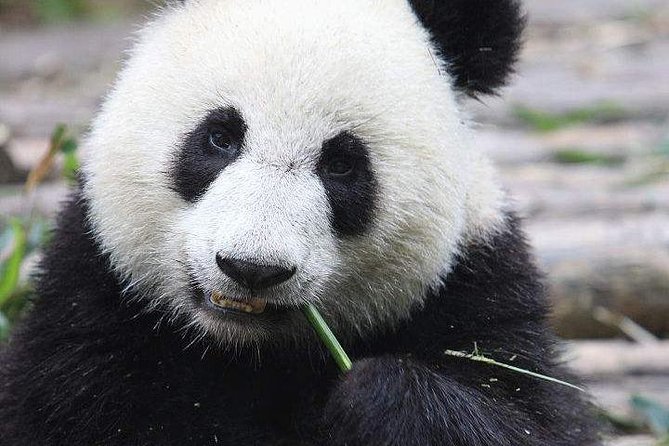 1-Day Chengdu Panda Base and Leshan Giant Buddha GROUP Tour - The 2-hour drive to Leshan: why you are not losing vacation time