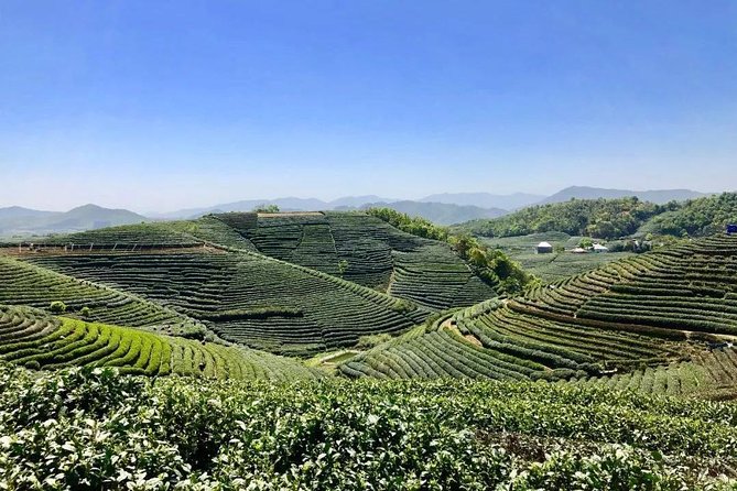 1-day Village Tea Picking, Roasting & Serving Guided Private Tour from Hangzhou - Why a Dragon Well tea day feels different from a city tea stop