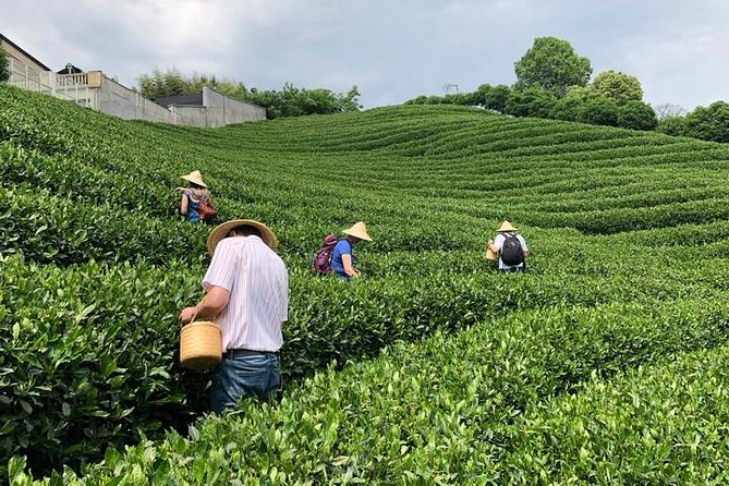 1-day Village Tea Picking, Roasting & Serving Guided Private Tour from Hangzhou - Price and value: what you are paying for at $243.71 per person