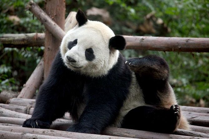 14-Day Small-Group Tour to Beijing, Xi'an, Chengdu, Yangtze, Chongqing, Shanghai - Shanghai finale: museum culture, Yu Garden strolls, and the Bund at night