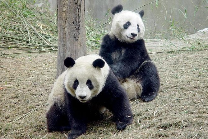 2-Day Private Chengdu Panda Tour - The guide factor: why the human touch matters here