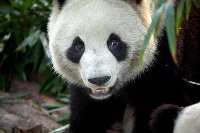 2-Day Private Chengdu Panda Tour - Early panda time at Chengdu Research Base: how to get the best photos