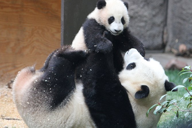All-inclusive Day Tour: Mutianyu Great Wall & Beijing Panda Zoo with Local Lunch - Guides are not just translation, they are time-savers