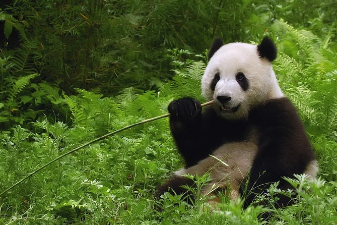 All-inclusive Private Day Trip: Hutongs, Lama Temple & Panda House with Lunch - How This Private Day Trip Works (And Why It’s Good Value)