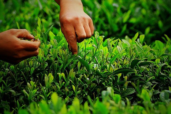 Authentic Hangzhou Longjing Tea Culture Experience Tour - Taking Longjing home, and how to think about buying