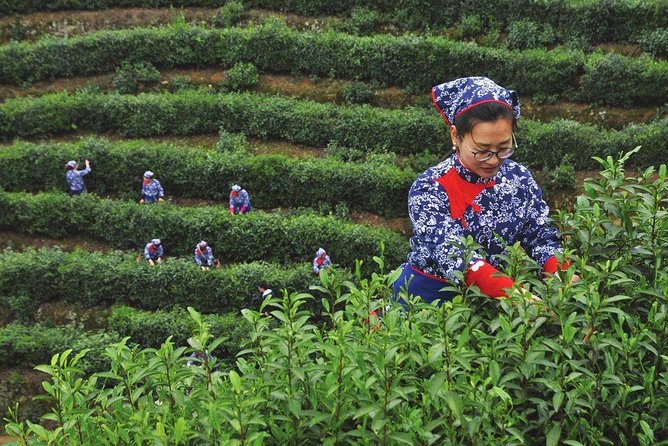 Authentic Hangzhou Longjing Tea Culture Experience Tour - Price and value: $52.99 per group can be a steal or a stretch
