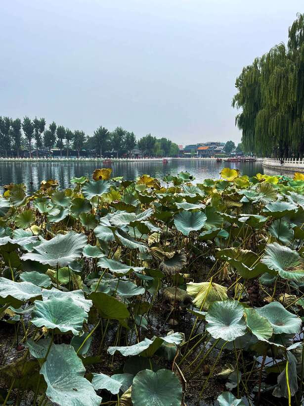 Beijing: Hutongs & Drum Tower City Walking Tour - The rickshaw ride through narrow hutong alleys