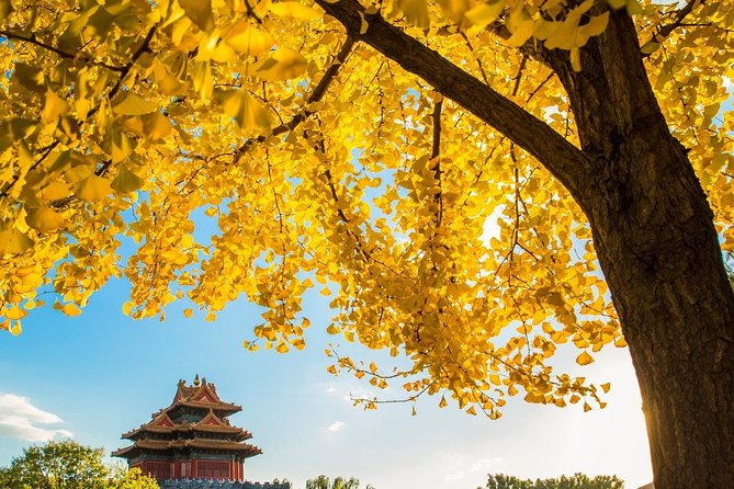 Beijing Layover Tour to Tiananmen Square and Forbidden City - What a private guide changes at the UNESCO royal court