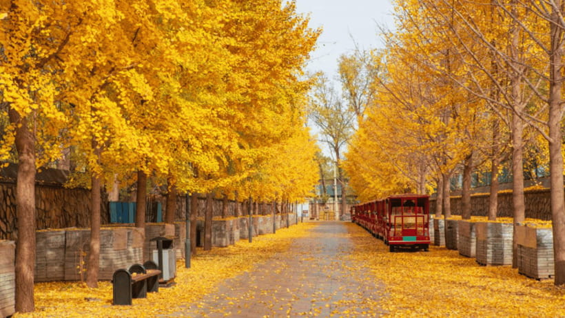Beijing: Old Summer Palace Ruins Park Admission Ticket - A practical 1-day plan to see the ruins and exhibitions without rushing