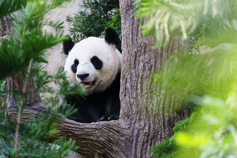 Beijing: Panda House Entry Ticket (Zoo) - Why the Panda House ticket service matters in Beijing