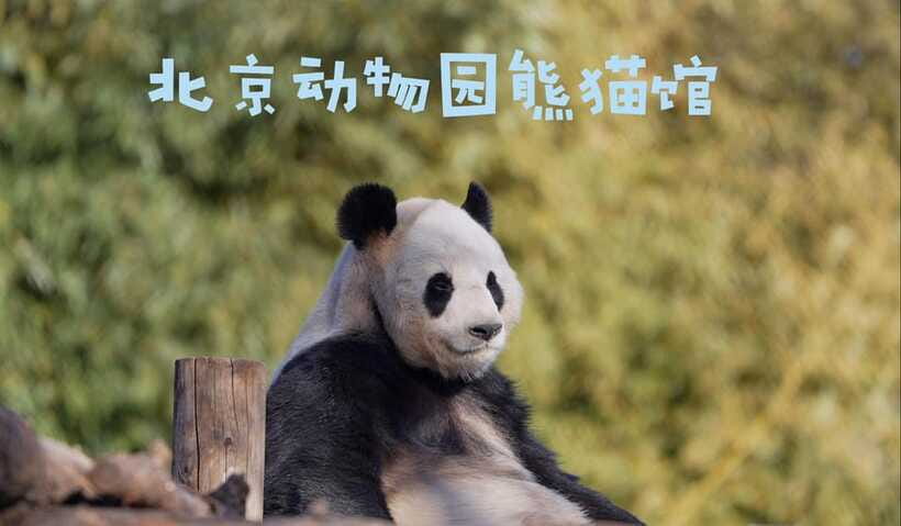 Beijing: Panda House Entry Ticket (Zoo) - A practical way to plan your 1-day visit