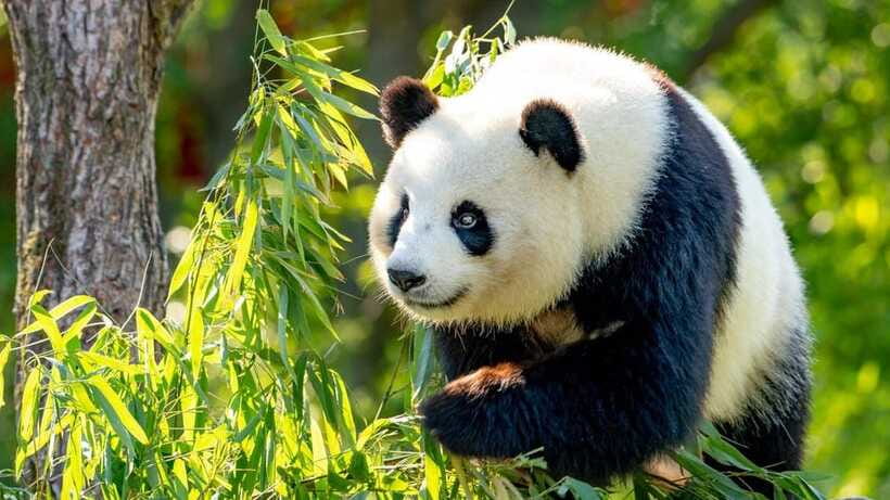 Beijing: Panda House Entry Ticket (Zoo) - Final thoughts: should you book this Panda House entry ticket?