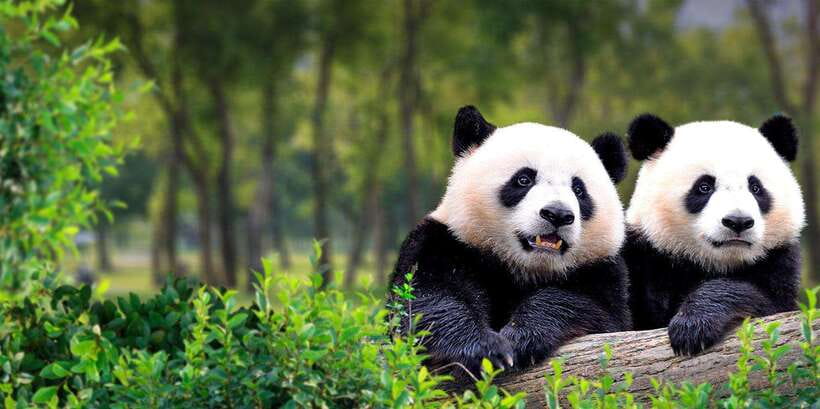 Beijing: Panda House w/Great Wall or City Sites Private Tour - Key highlights you’ll feel from the start