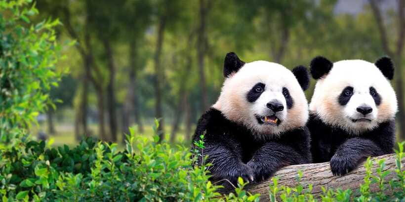Beijing: Panda House w/Great Wall or City Sites Private Tour - Transportation, timing, and how the 7-8 hours actually feel