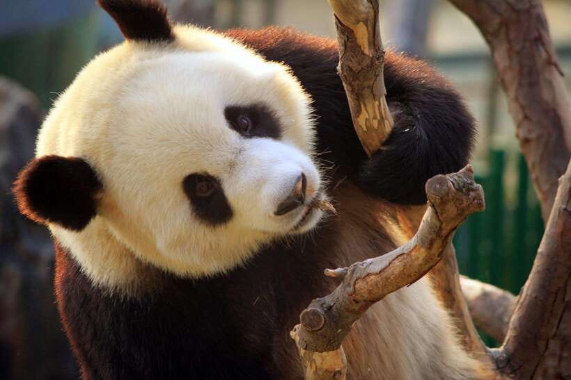 Beijing: Panda House w/Great Wall or City Sites Private Tour - Should you book this panda and Beijing highlights tour?