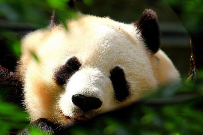 Beijing Private Tour:Mutianyu/Badaling Great Wall and Panda House - Why this Great Wall plus Panda House combo works