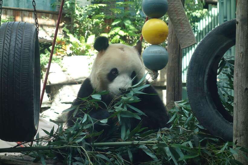 Beijing Private Tour: Summer Palace, Panda House and Options - Panda House Plus Summer Palace by Metro, Package 2