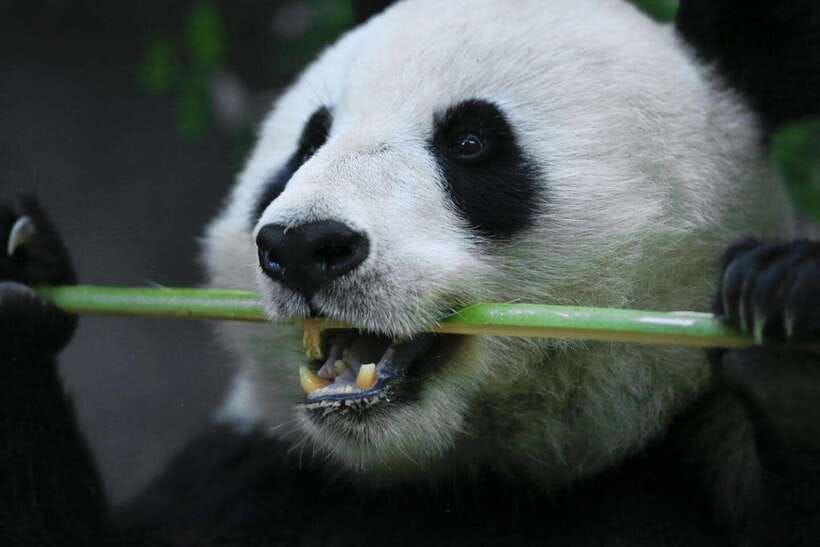 Beijing Private Tour: Summer Palace, Panda House and Options - Same Day, More Comfort: Panda House and Summer Palace by Private Car, Package 3
