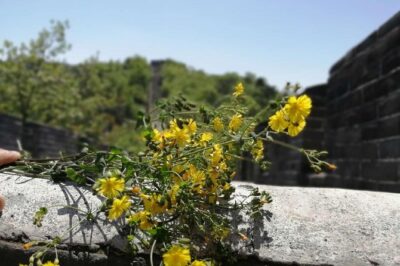 Beijing Private Transfer: Badaling Great Wall with VIP Past Pass