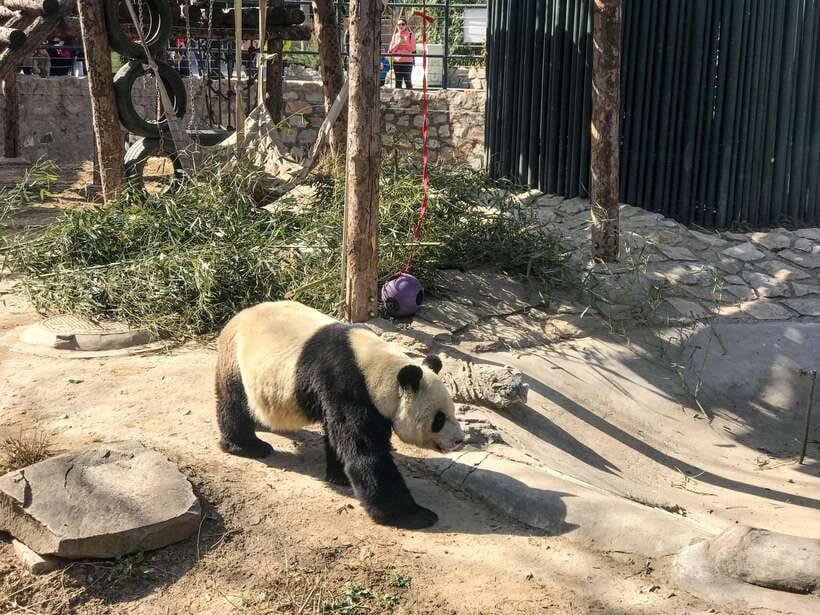 Beijing:Summer Palace Private/Group Tour or book Ticket Only - Key things to know before you go