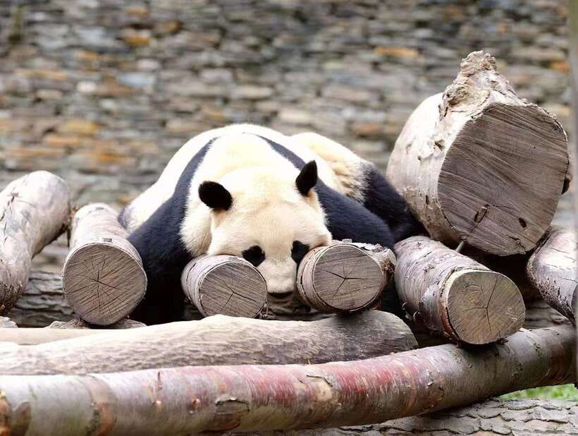 Beijing: The Beijing Zoo Entry Ticket with Pandas - Beijing Zoo in 3 hours, what you can realistically see