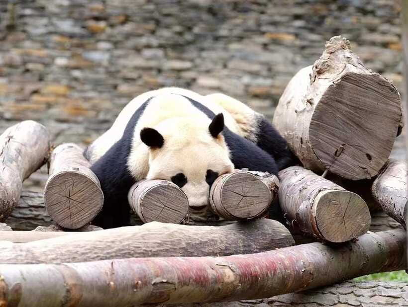 Beijing: The Beijing Zoo Entry Ticket with Pandas - Using your passport and QR code for direct entry