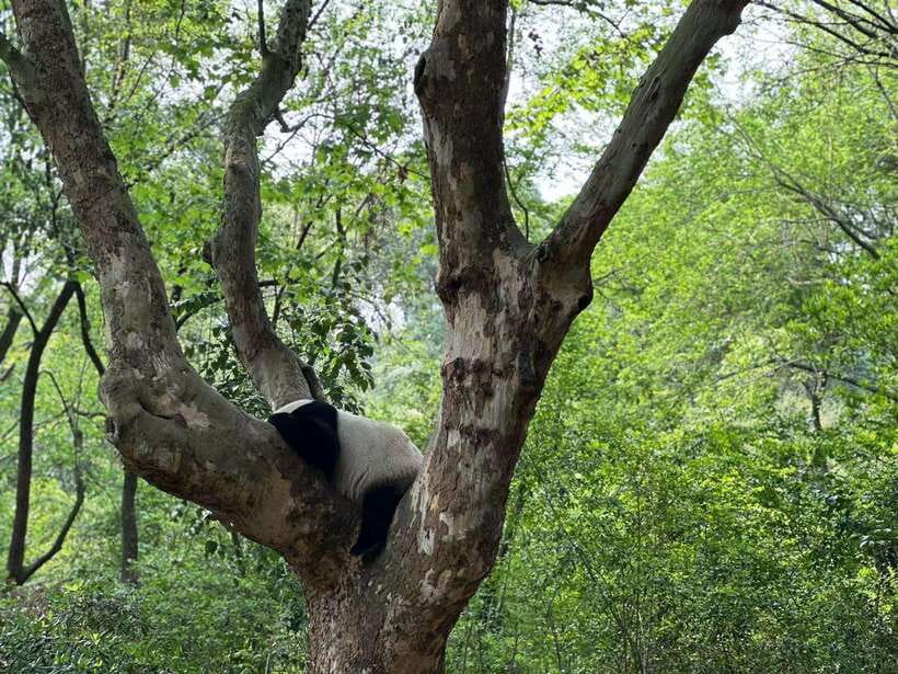Beijing: The Beijing Zoo Entry Ticket with Pandas - Chinese wildlife highlights: pandas, golden monkeys, milu deer, and more