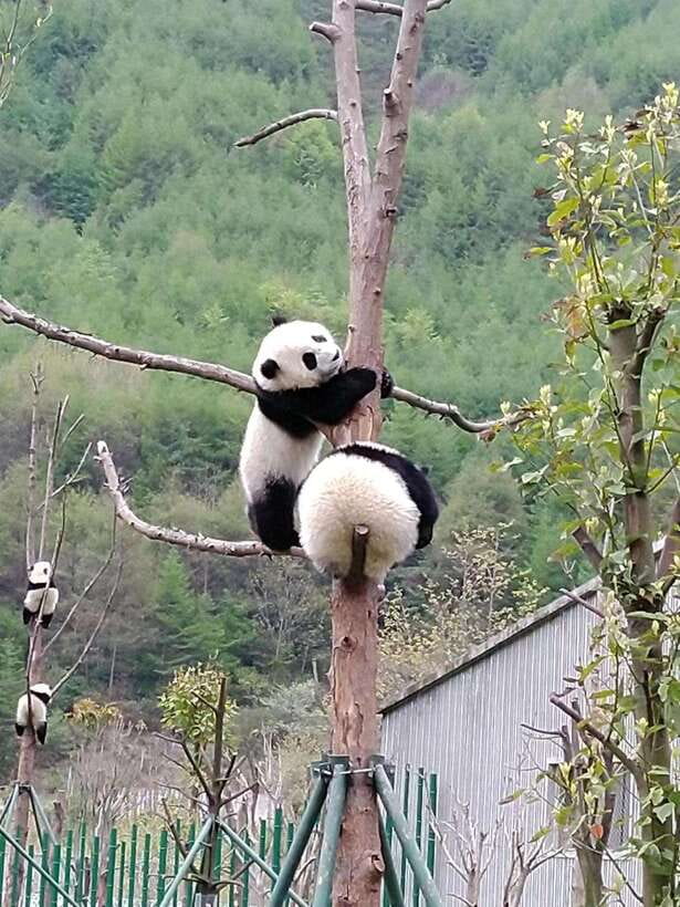 Chengdu: Giant Panda and Leshan Buddha Day Trip - Giant Pandas First, Leshan Buddha Second: The Core Idea