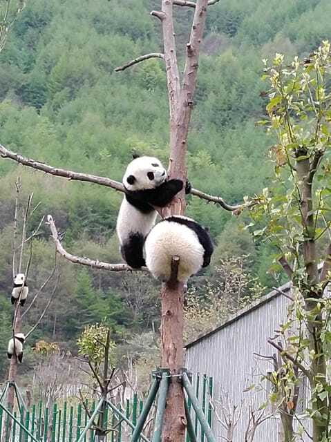 Chengdu: Giant Panda and Leshan Buddha Day Trip - Price and Value: Why $109 Can Make Sense Here
