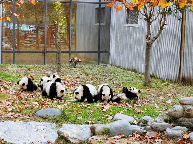 Chengdu: Giant Panda and Leshan Buddha Day Trip - Who This Day Trip Fits Best
