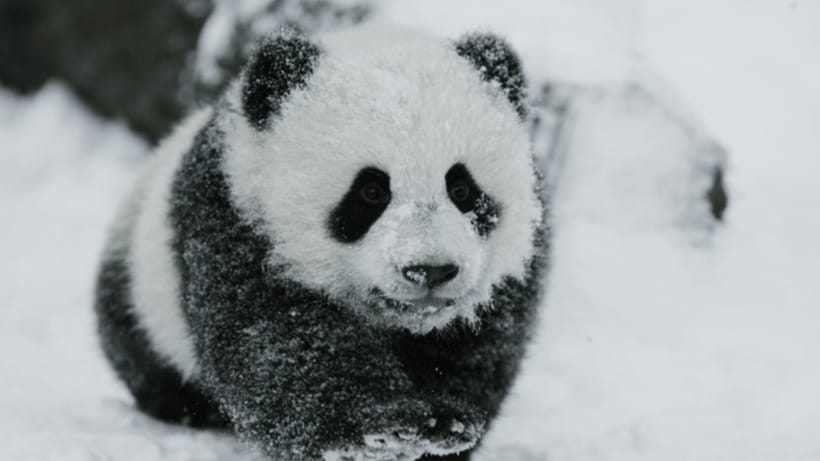 Chengdu: Giant Panda Base Reservation and Entry - Key things that make this panda base visit worth your time