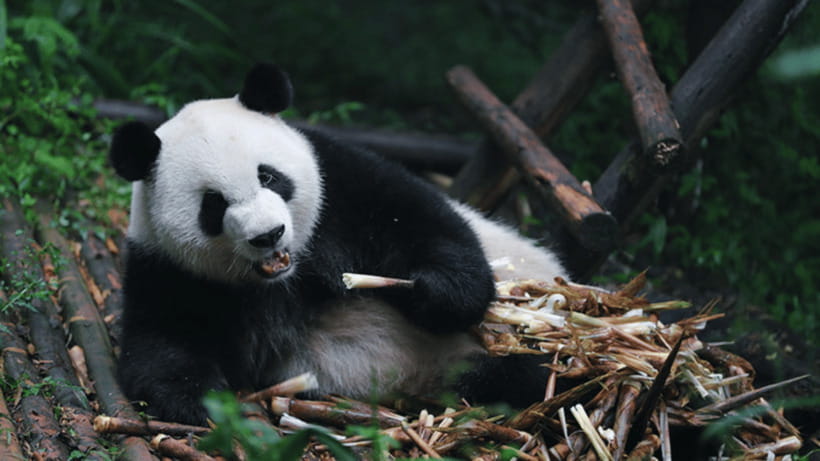 Chengdu: Giant Panda Base Reservation and Entry - Chengdu Giant Panda Base, and what you’re really paying for