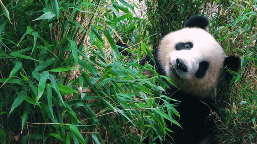 Chengdu: Giant Panda Base Reservation and Entry - Getting your ticket handled smoothly, especially since the QR note matters