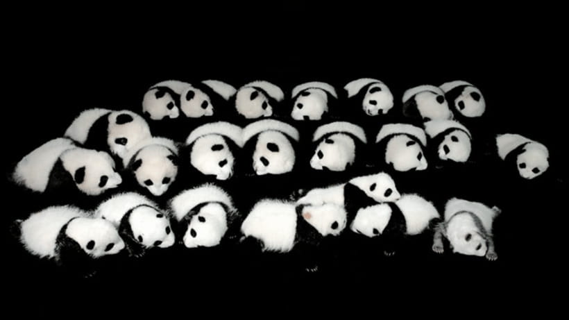 Chengdu: Giant Panda Base Reservation and Entry - Who this visit is best for, and who should be careful