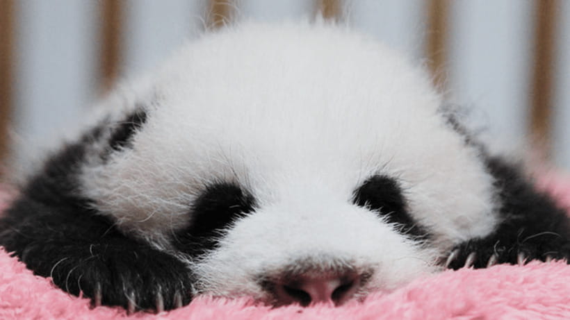Chengdu: Giant Panda Base Reservation and Entry - Timed entry windows: how to choose morning vs afternoon