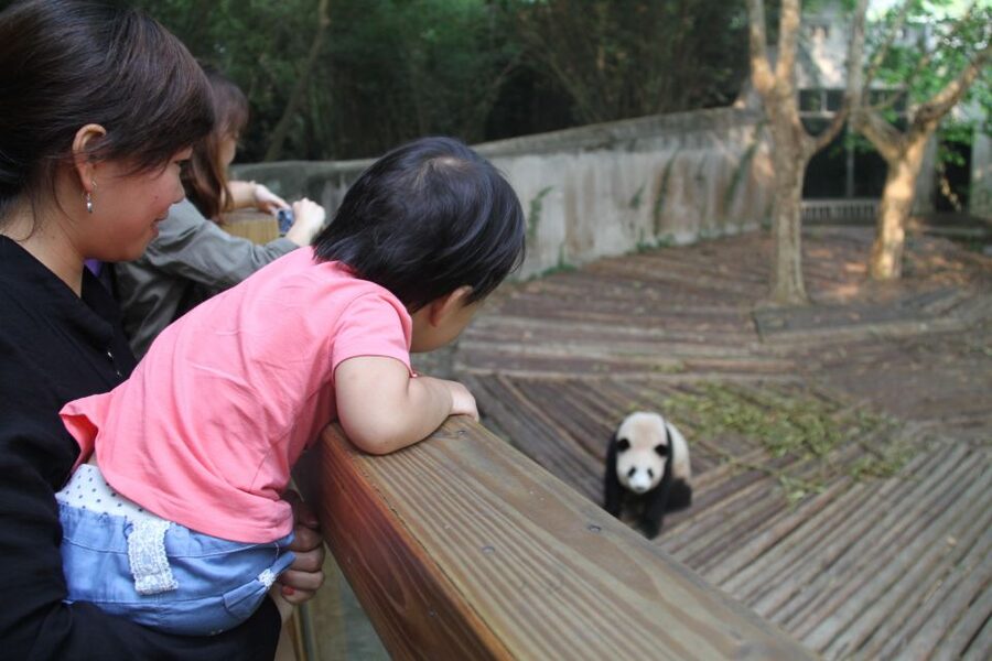 Chengdu: Giant Panda Breeding Research Base Ticket - Should You Book This Panda Base Ticket?