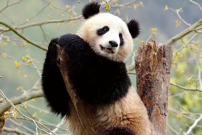 Chengdu: Giant Panda Breeding Research Base Ticket - Why the Panda Base is a Chengdu Must