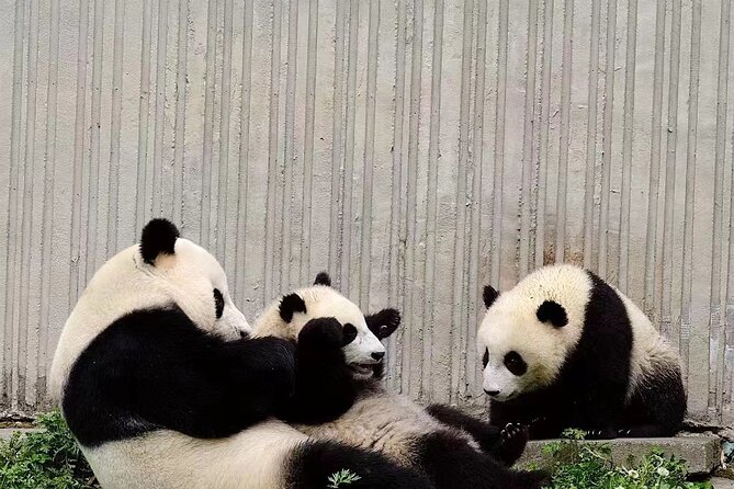 Chengdu: Giant Panda Breeding Research Base Ticket - Your Self-Guided 3 Hours Inside the Research Base
