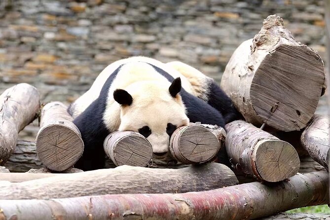 Chengdu: Giant Panda Breeding Research Base Ticket - Morning Entry: How to Catch the Pandas in Action
