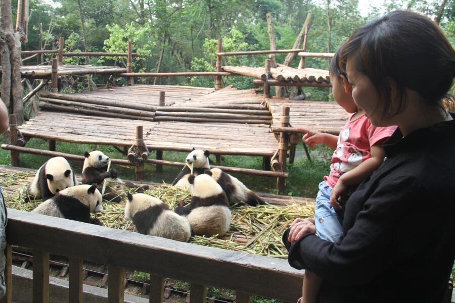 Chengdu: Giant Panda Breeding Research Base Ticket - Getting There and Getting Back Without Stress