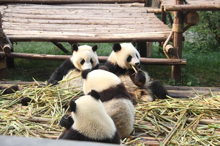 Chengdu: Giant Panda Breeding Research Base Ticket - Crowds, Walking, and a Photo Strategy That Actually Works