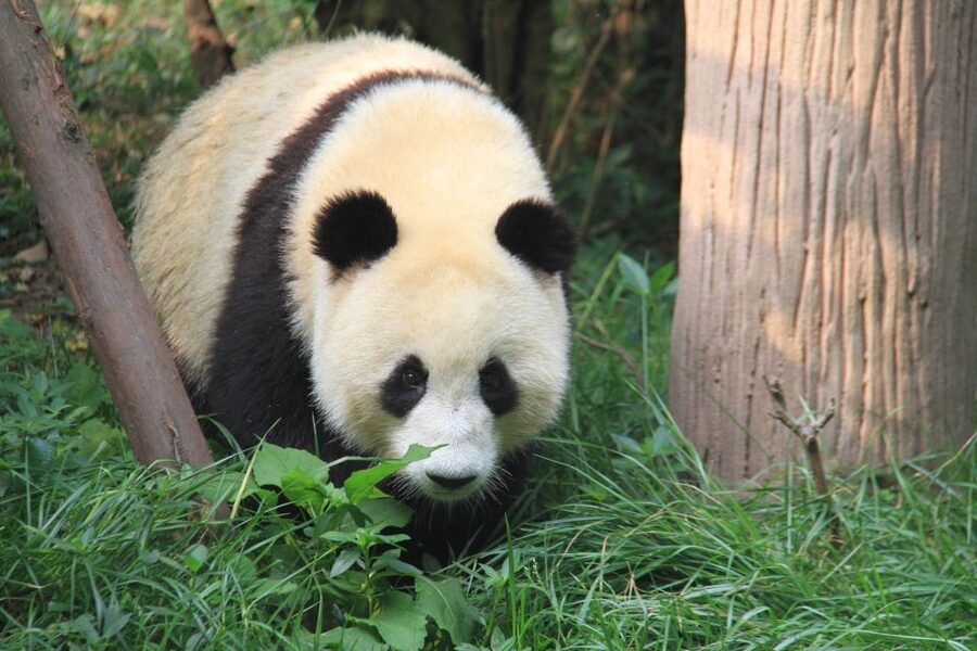Chengdu: Giant Panda Breeding Research Base Ticket - Who This Suits Best (and Who Should Rethink It)