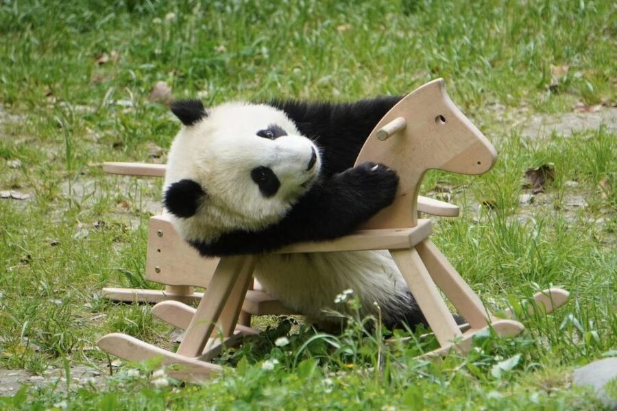 Chengdu: Giant Panda Breeding Research Base Ticket - Quick Practical Tips That Improve Your Day
