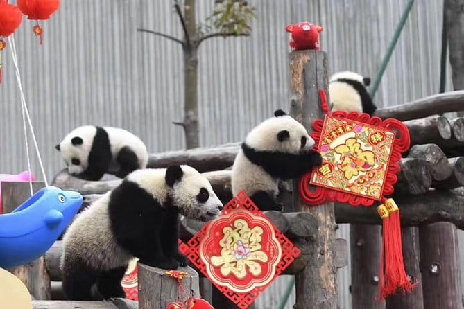 Chengdu Kung Fu Panda Tour Tai Chi, Martial Arts and Panda Base - Price and value: does $259 make sense for what you get?