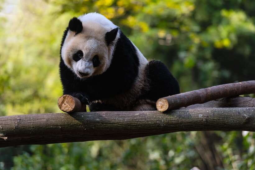 Chengdu: Leshan Buddha Optional Tours w/ Transfer or Guide - Best Fit: Who This Trip Suits