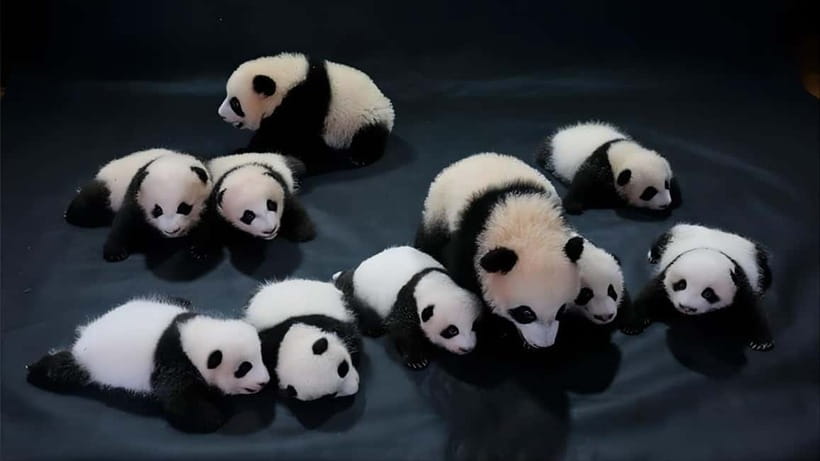 Chengdu Panda Base and Dujiangyan One-Day Private Tour - Price and Value: What $17 Per Person Actually Buys