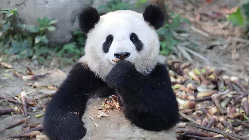 Chengdu Panda Base and Dujiangyan One-Day Private Tour - Should You Book This Chengdu Panda Base and Dujiangyan Tour?