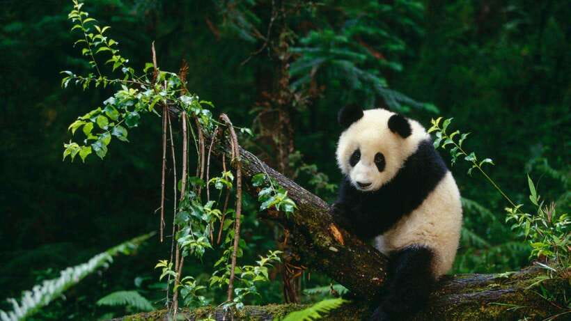Chengdu:Panda Base Entry Ticket & English PDF Guidebook - Key things that make this ticket worth it
