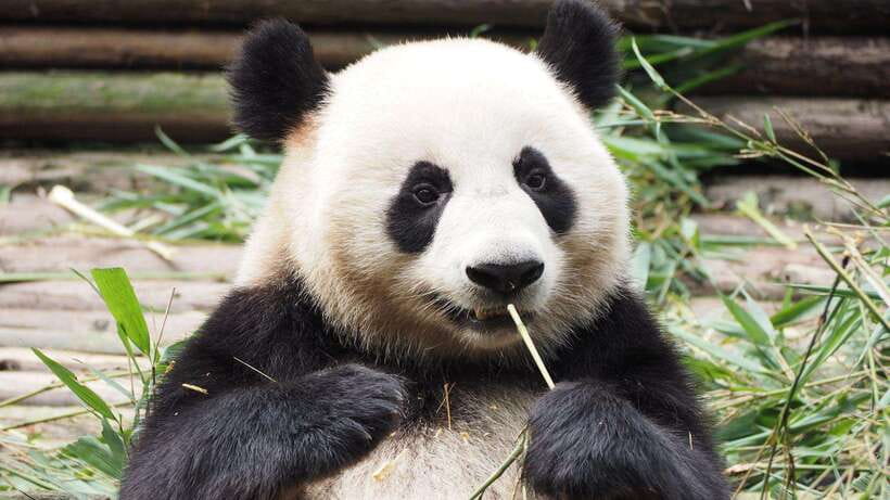 Chengdu:Panda Base Entry Ticket & English PDF Guidebook - Who this is best for (and who might want a different plan)