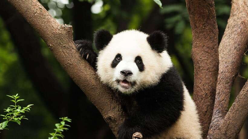 Chengdu:Panda Base Entry Ticket & English PDF Guidebook - Chengdu Panda Base in 1 day, and why the timing matters
